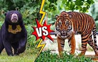 Beruang Sloth Vs Harimau 2 5