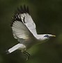 Burung Jalak Kalimantan Timur