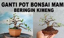 Inspirasi Bonsai Kimeng Mame